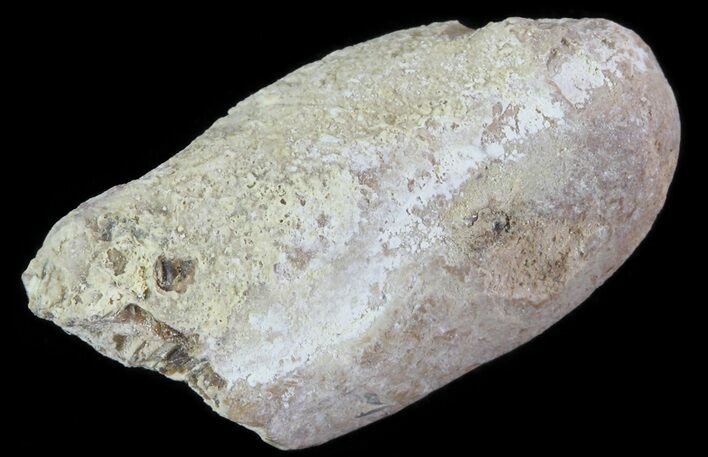 Cretaceous Fish Coprolite (Fossil Poop) - Kansas #64186